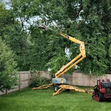 Why Choose Our Tree Removal Services in Contoocook, NH?