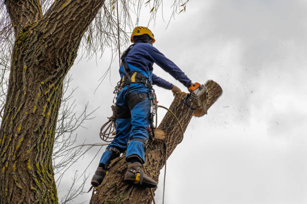 Professional  Tree Services in Contoocook, NH